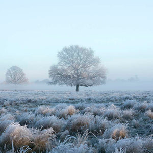Mist Bushy Park Greeting Card