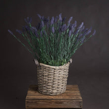 Load image into Gallery viewer, Large Lavender Spray
