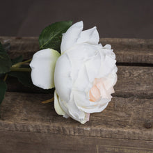 Load image into Gallery viewer, Blush Garden Rose
