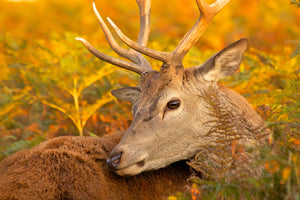 Red Deer Stag In The Autumn Ferns In Bushy Park Greeting Card